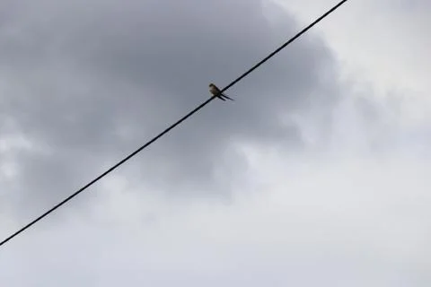 Swallow Stock Photos