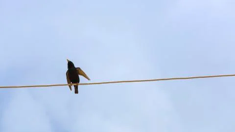 Swallow Foto stock