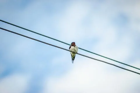 Swallow Stock Photos