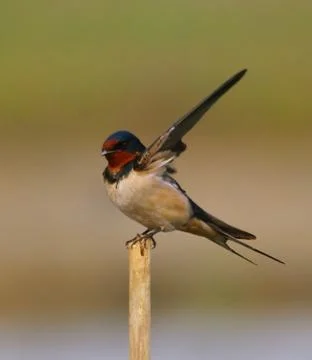 Swallow Stock Photos