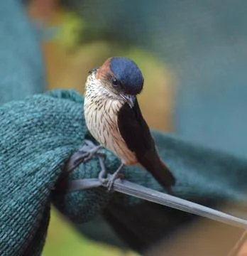 Swallow Stock Photos