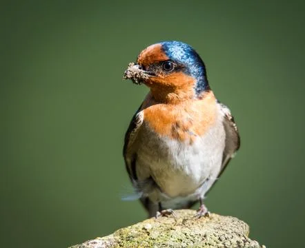 Swallow Stock Photos