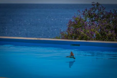 Swallow by the pool Stockfoto's