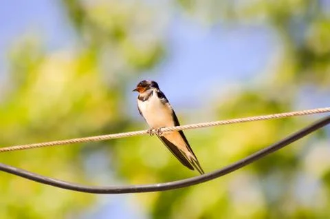 Swallow posed on an electric cable Stock Photos