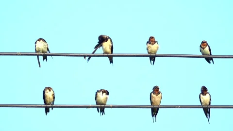 Swallow on a power line 스톡 동영상 301845498