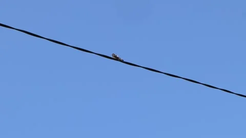 A swallow on a power wire against a blue sky Stock Footage 246297218