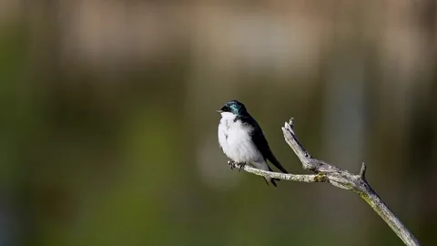 Swallow Preening on Branch in Natural Setting Stock Footage 335892176
