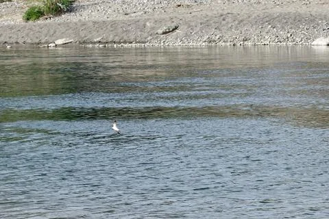 Swallow on river surface Stock Photos