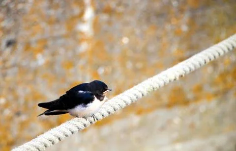 Swallow on Rope Stock Photos