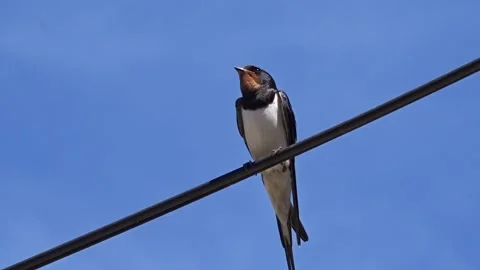 A swallow sits on a power line in Maramures county, Romania. Video with swallow Stock Footage 278731172