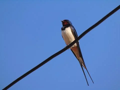 A swallow sits on a power line in Maramures county, Romania Fotos de archivo