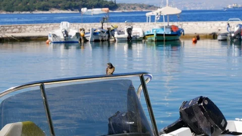A swallow sitting on a boat in the harbor Stock Footage 113137799