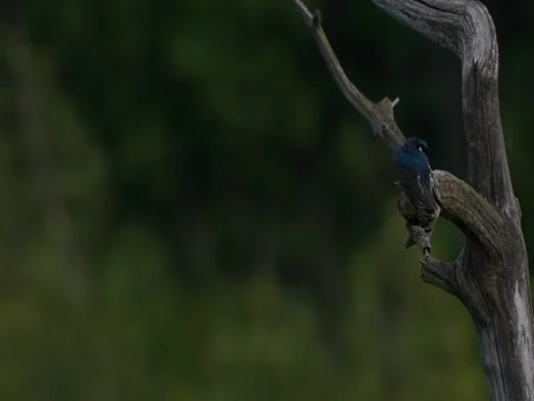 Swallow sitting on Branch of Dead Tree Stock Footage