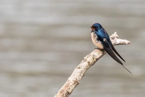 A swallow is sitting on a branch Stock Photos
