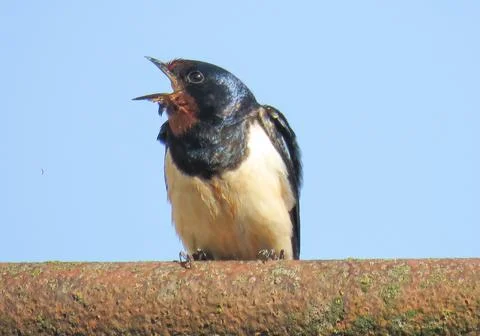 A swallow is sitting. In Romania Photos