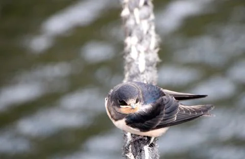 Swallow Sitting on Rope Stock Photos