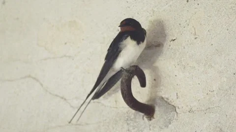 Swallow sitting in the stable Stock Footage 244807754