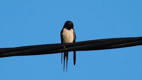 Swallow sitting on wire on blue screen Stock Footage 309853188