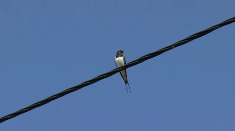Swallow sitting on a wire Stock Footage 29167158