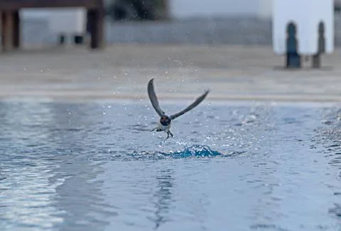 Swallow skimming the surface of a tranquil pool in the golden light of evenin Foto stock