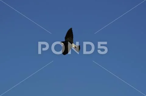 Swallow in the sky Stock Photos