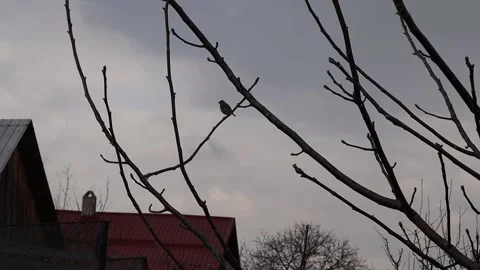 Swallow surprised during a cloudy day accompanied in the background Stock Footage 180117839