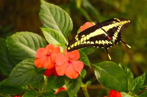 Swallow tail  btterfliy Stock Photos