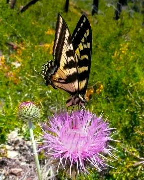 Swallow Tail Butterfly Stock Photos