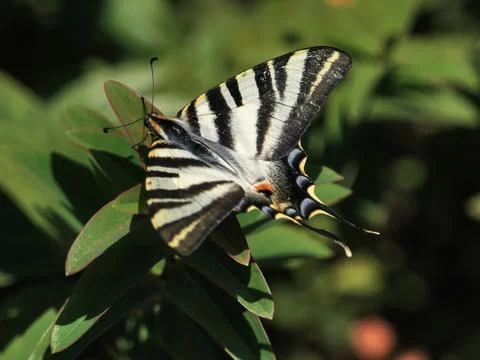 Swallow Tail Butterfly Stock Photos