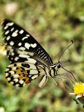 Swallow Tail butterfly Stock Photos