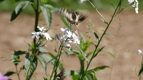 Swallow tail Papilio macheon nectaring on garden stock flowers Video stock 98913208