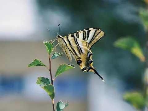 Swallow Tail Stock Photos
