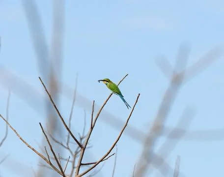 Swallow Tailed Bee Eater With a Bee in Its Bill Fotos Stock