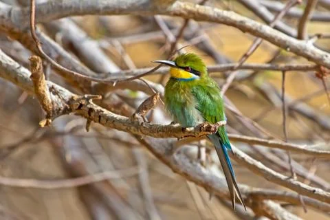 Swallow Tailed Bee Eater with Bright Colours Stock Photos