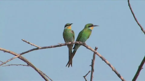 Swallow-tailed Bee-eater Chobe Stock Footage 915576