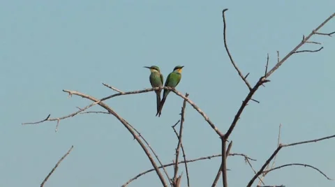 Swallow-tailed Bee-eater Chobe Stock Footage 915885