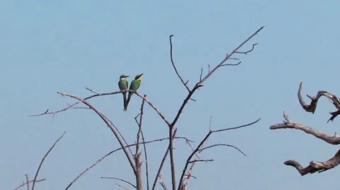 Swallow-tailed Bee-eater Chobe Stock Footage 915962