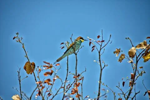 A swallow-tailed bee-eater in etosha national park Stock Photos