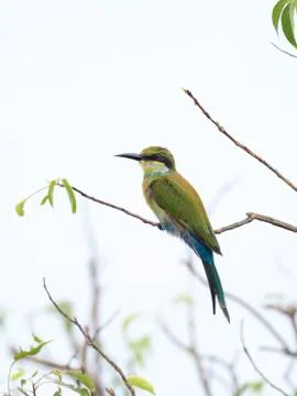 Swallow-tailed bee-eater, Merops hirundineus Stock-Fotos