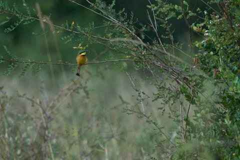 Swallow tailed bee eater Merops hirundineus passerine bird Meropidae Stock Photos