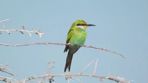 Swallow-tailed bee-eater on a perch near chudop waterhole of etosha Stock Footage 341232090