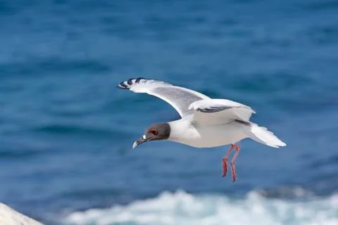 Swallow Tailed Gull in Flight Stockfoto's