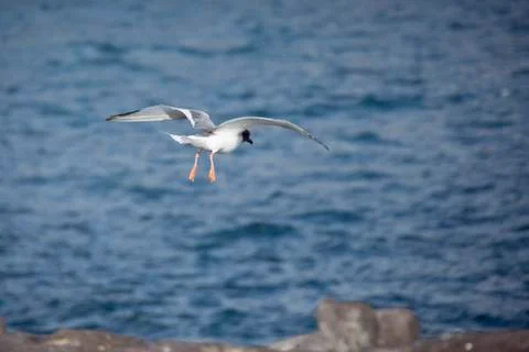 Swallow-tailed gull getting ready to land on a cliff. Stock Photos