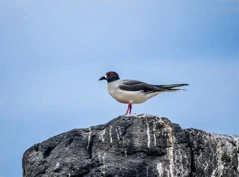 Swallow Tailed Gull perched on a rock in Galapagos Stock Photos