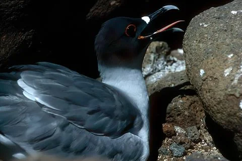 Swallow-tailed gull Stock Photos