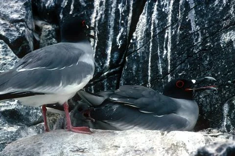 Swallow-tailed gull Stock Photos