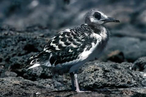Swallow-tailed gull Stock Photos