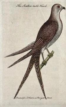 A swallow-tailed hawk sitting on the branch of a tree. Coloured etching. Stock Illustration