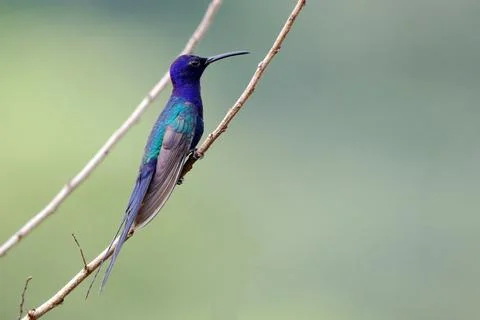 Swallow-tailed Hummingbird (Eupetomena macroura) perched on a branch Stock Photos