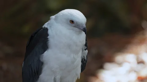 SWALLOW TAILED KITE 2 Stock Footage 228709686